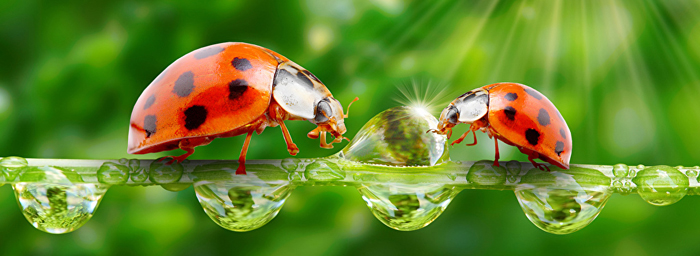 Two ladybugs drink from a dewdrop.