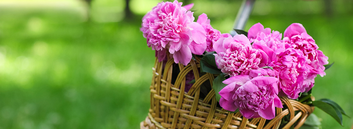 A woven wicker basket full of lush magenta flowers sits in front of a verdant green background.