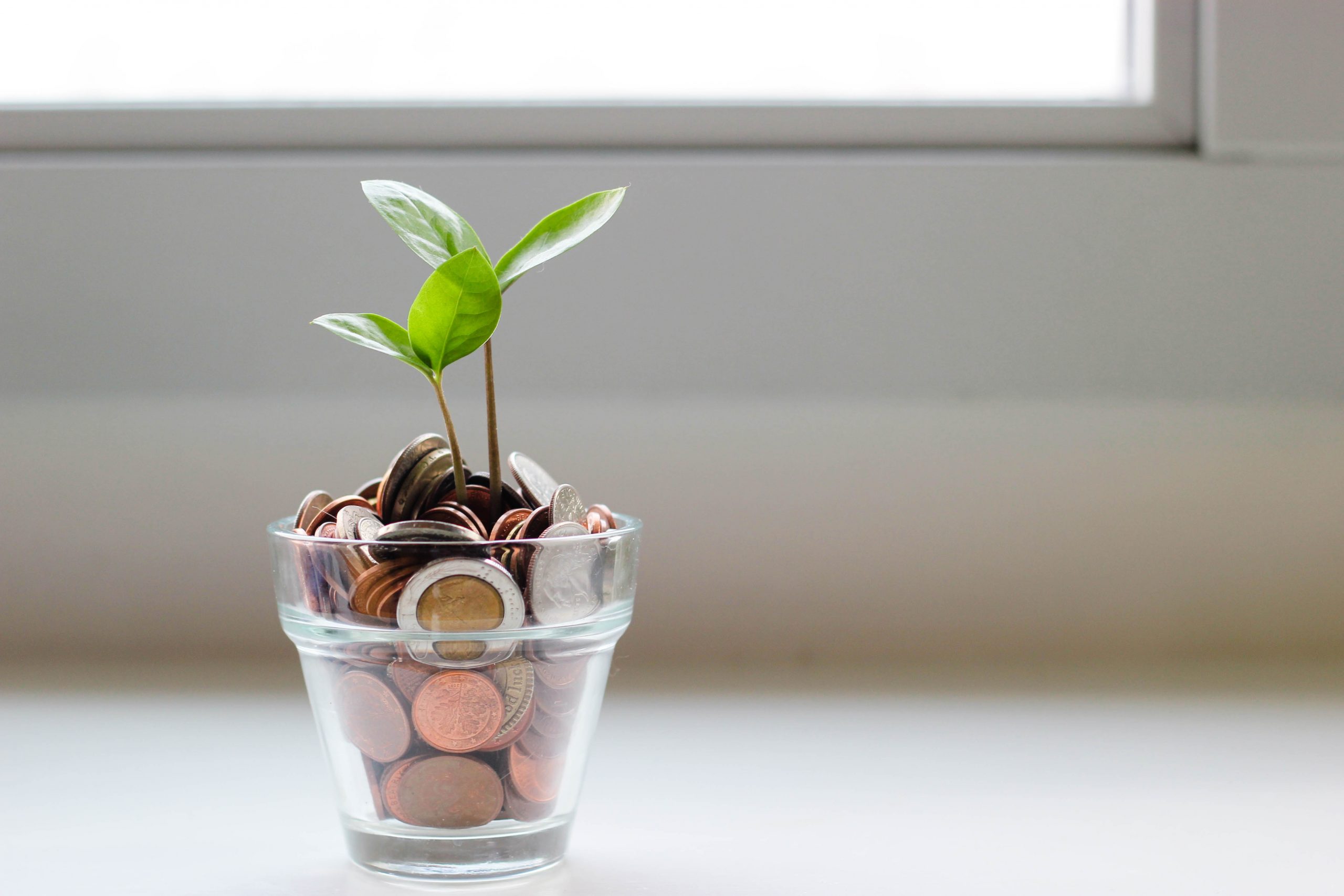 A tiny green seedling struggling to grow in a pot that's been filled with coins instead of soil.