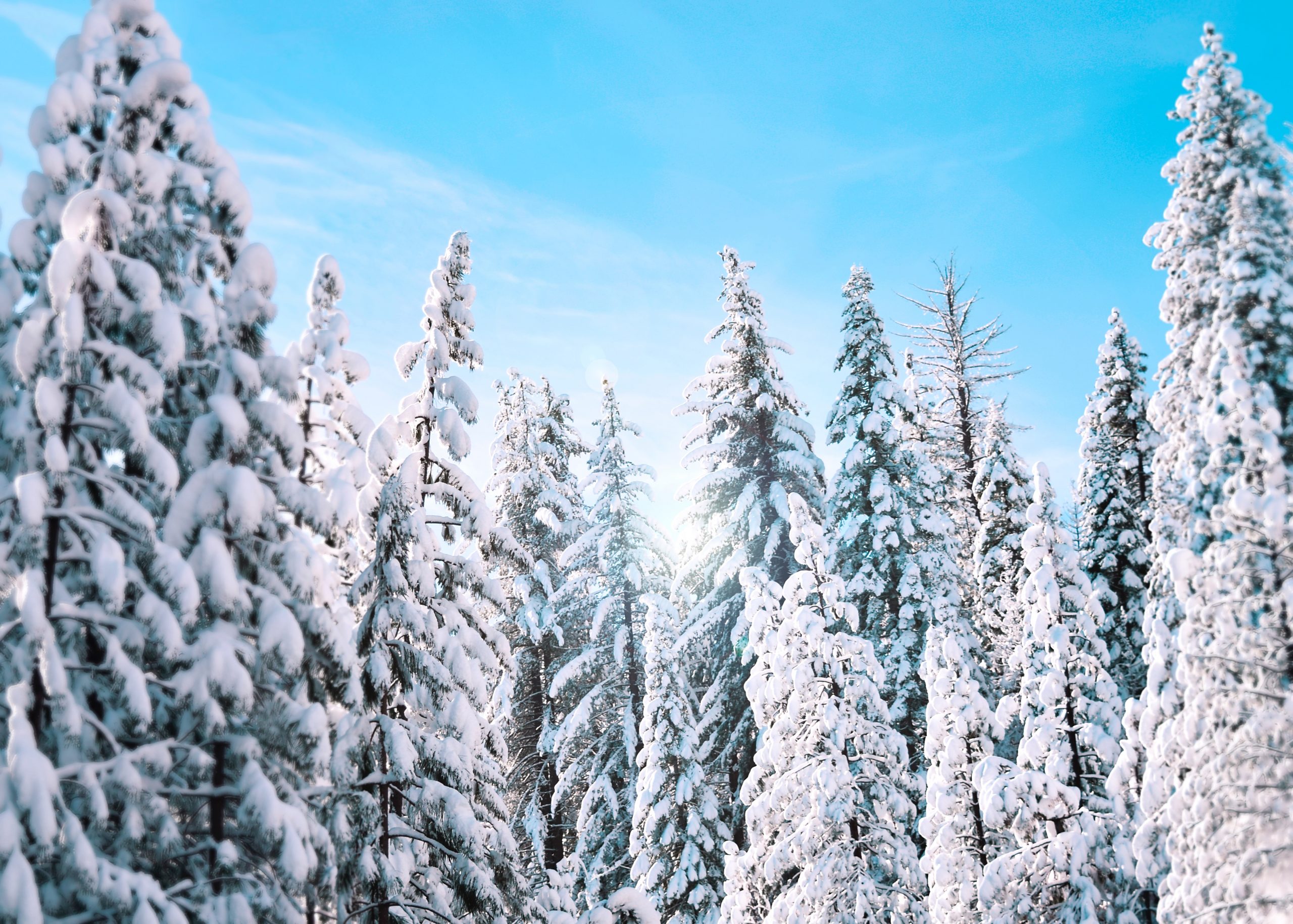 A cluster of towering green pine trees, boughs heavy with snow as they reach for a bright blue sky.