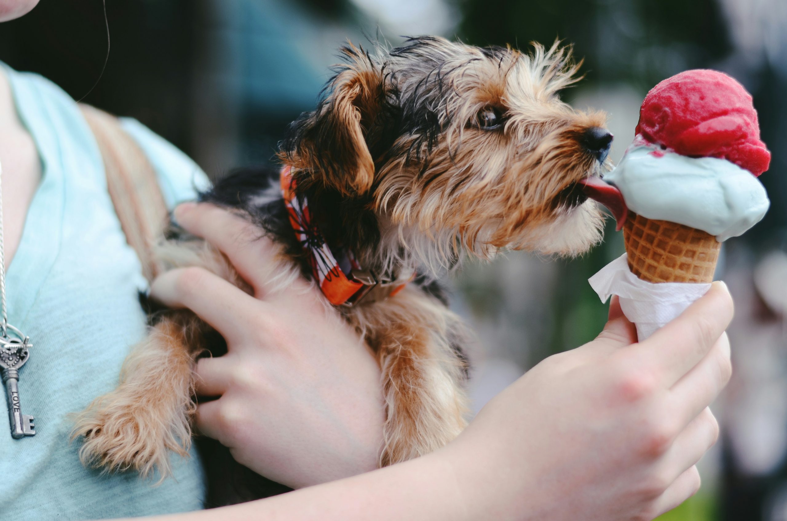 A woman holding a small fluffy brown dog under one arm and an ice cream cone in her other hand. The dog is leaning over to sneak a lick of the ice cream.
