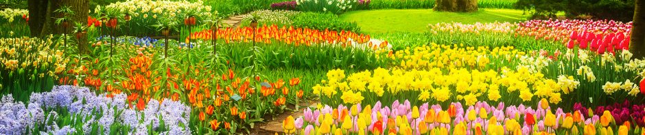 A vibrant garden scene features a winding stone path cutting through an array of colorful spring flowers, including red, yellow, orange, and pink tulips, purple hyacinths, and yellow daffodils. The lush greenery of grass and trees surrounds the flowerbeds, with blooming cherry blossom trees and tall trunks adding height and depth. The bright sunlight filters through the foliage, casting a warm, golden glow over the landscape, creating a peaceful and inviting atmosphere in a beautifully maintained park or botanical garden.