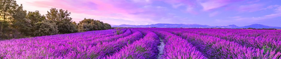 A vibrant lavender field stretches into the distance under a dreamy, multicolored sky at sunset, with rows of blooming purple flowers creating neat, curved lines along a narrow rocky path. Dense green trees border the field on the left, while soft pink, purple, and blue hues paint the sky above distant, shadowy mountains on the horizon.
