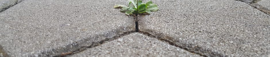 Low-angle close-up of a tiny white daisy with a bright yellow center emerging from a thin crack between weathered gray hexagonal paving stones, its green leaves splayed against the rough surface while the background tiles blur into soft focus, highlighting the flower’s resilience amid harsh concrete.