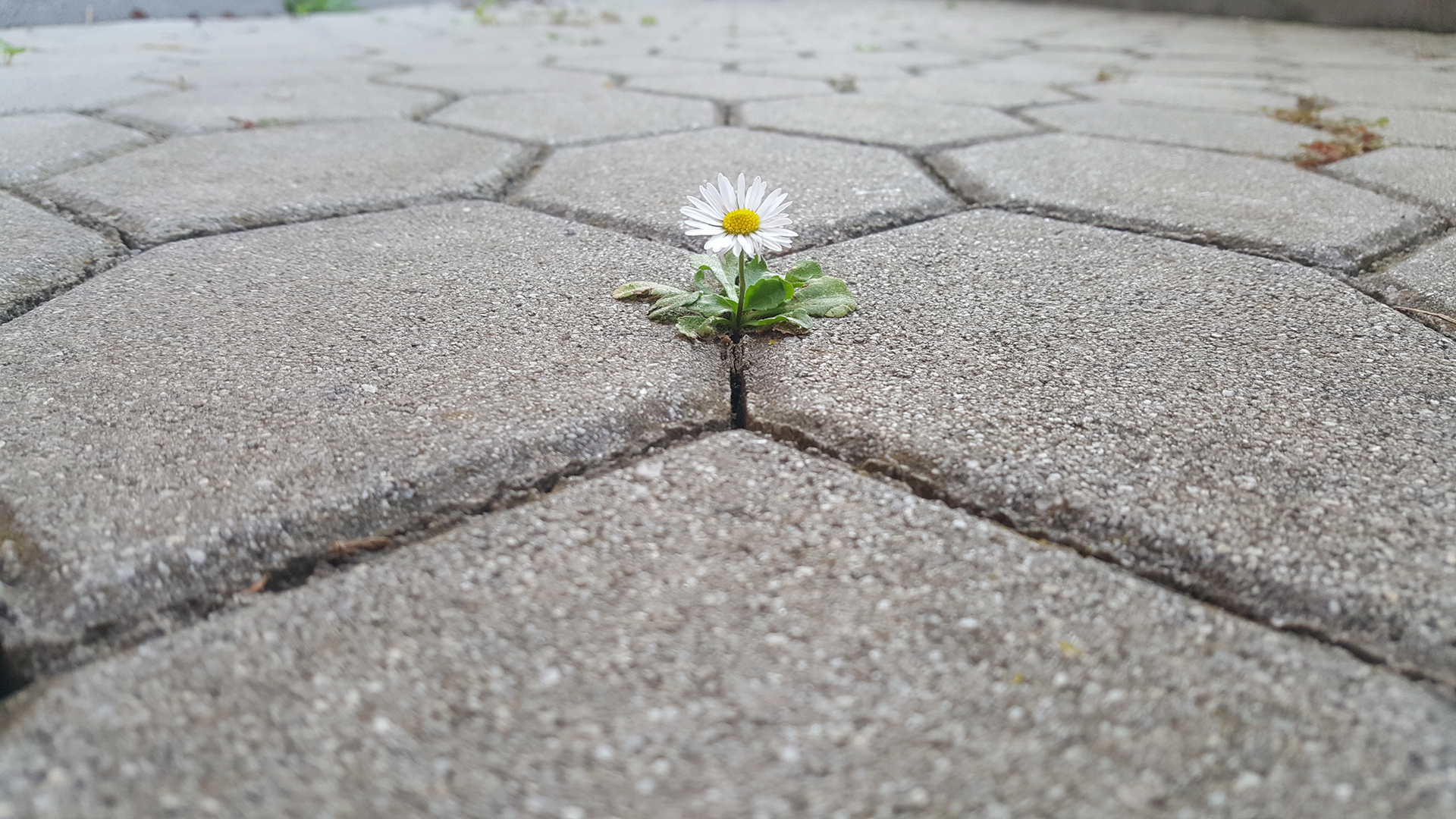 Low-angle close-up of a tiny white daisy with a bright yellow center emerging from a thin crack between weathered gray hexagonal paving stones, its green leaves splayed against the rough surface while the background tiles blur into soft focus, highlighting the flower’s resilience amid harsh concrete.