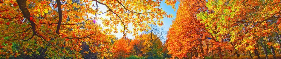 A sunlit autumn park is filled with vibrant foliage, where trees display a rich mix of orange, yellow, and green leaves under a clear blue sky. The ground is partly covered with fallen leaves, creating a warm, colorful carpet over the lush green grass. Sunlight filters through the branches, casting long shadows and a golden glow across the scene, evoking a serene and crisp fall atmosphere.