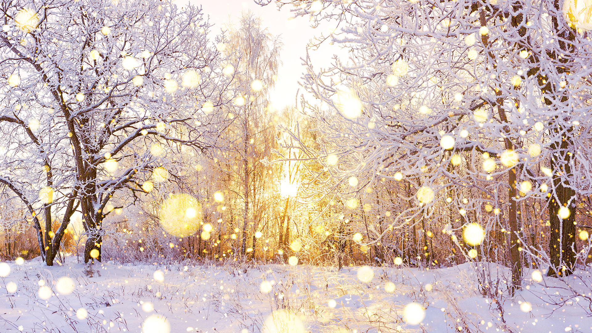 A serene winter forest scene with snow-covered trees and a soft golden sunrise glowing through the branches, casting warm light across the snow. The ground and branches sparkle with frost, and bright golden light spots create a magical, festive atmosphere against the cool white landscape.
