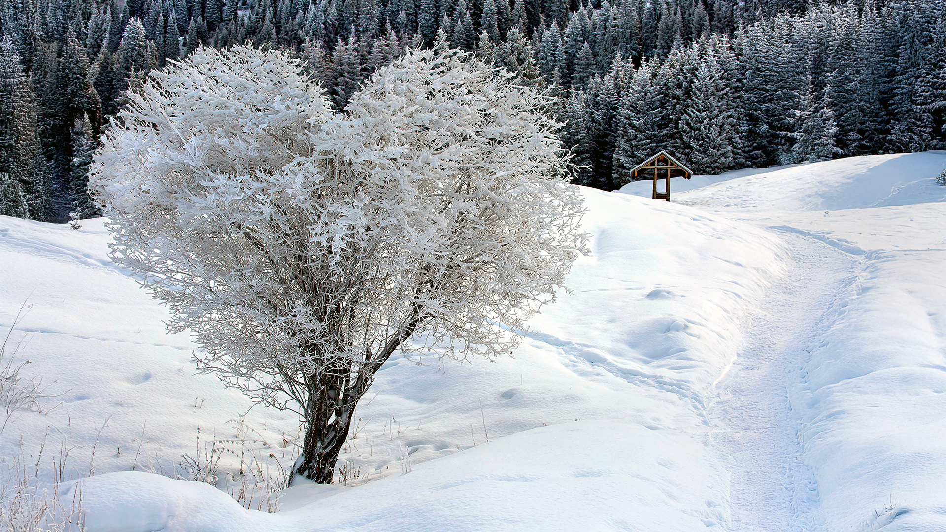 A heart-shaped tree covered in frost stands in a snowy landscape beside a narrow path that winds through the snow. The scene is surrounded by dense evergreen trees dusted with snow under a pale winter light, creating a serene and romantic winter atmosphere.