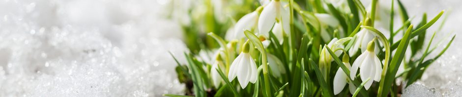 Close-up of delicate white snowdrop flowers emerging through partially melted snow, their small drooping bell-shaped blossoms hanging from slender green stems surrounded by narrow, vibrant green leaves, with sparkling ice crystals and patches of dark soil visible around the cluster, suggesting early spring growth pushing through the cold winter landscape.