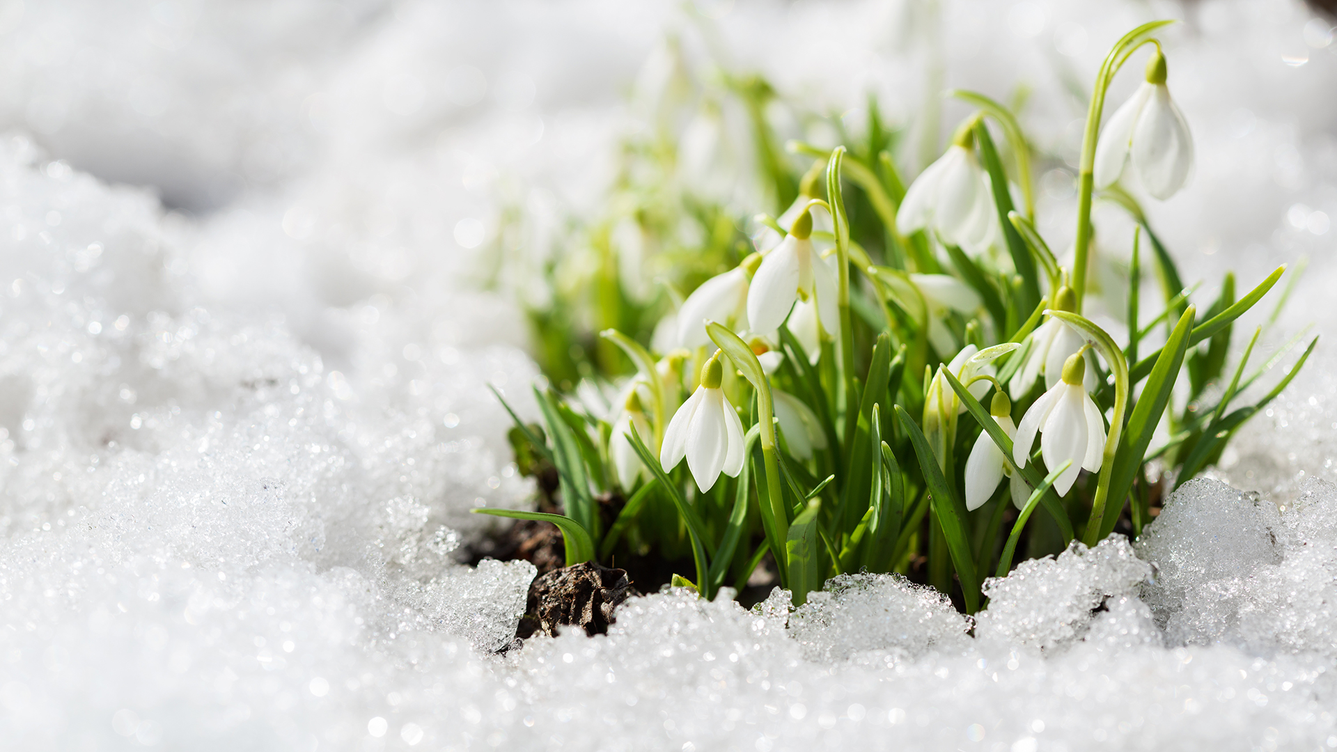 Close-up of delicate white snowdrop flowers emerging through partially melted snow, their small drooping bell-shaped blossoms hanging from slender green stems surrounded by narrow, vibrant green leaves, with sparkling ice crystals and patches of dark soil visible around the cluster, suggesting early spring growth pushing through the cold winter landscape.