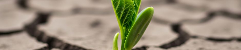A small green plant sprout with two bright leaves emerges from a crack in dry, parched soil, symbolizing perseverance, resilience and new life amid harsh circumstances.