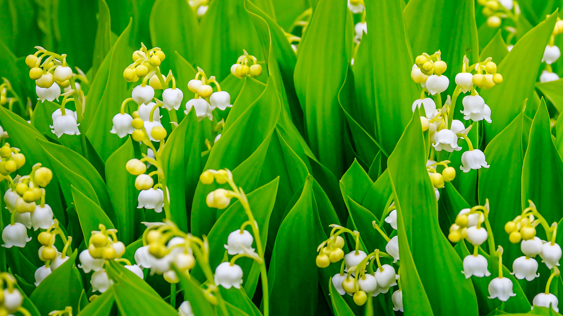 Clusters of delicate white, bell-shaped lily of the valley flowers with pale yellow buds bloom among dense, tall, glossy green leaves in a bright close-up garden scene.