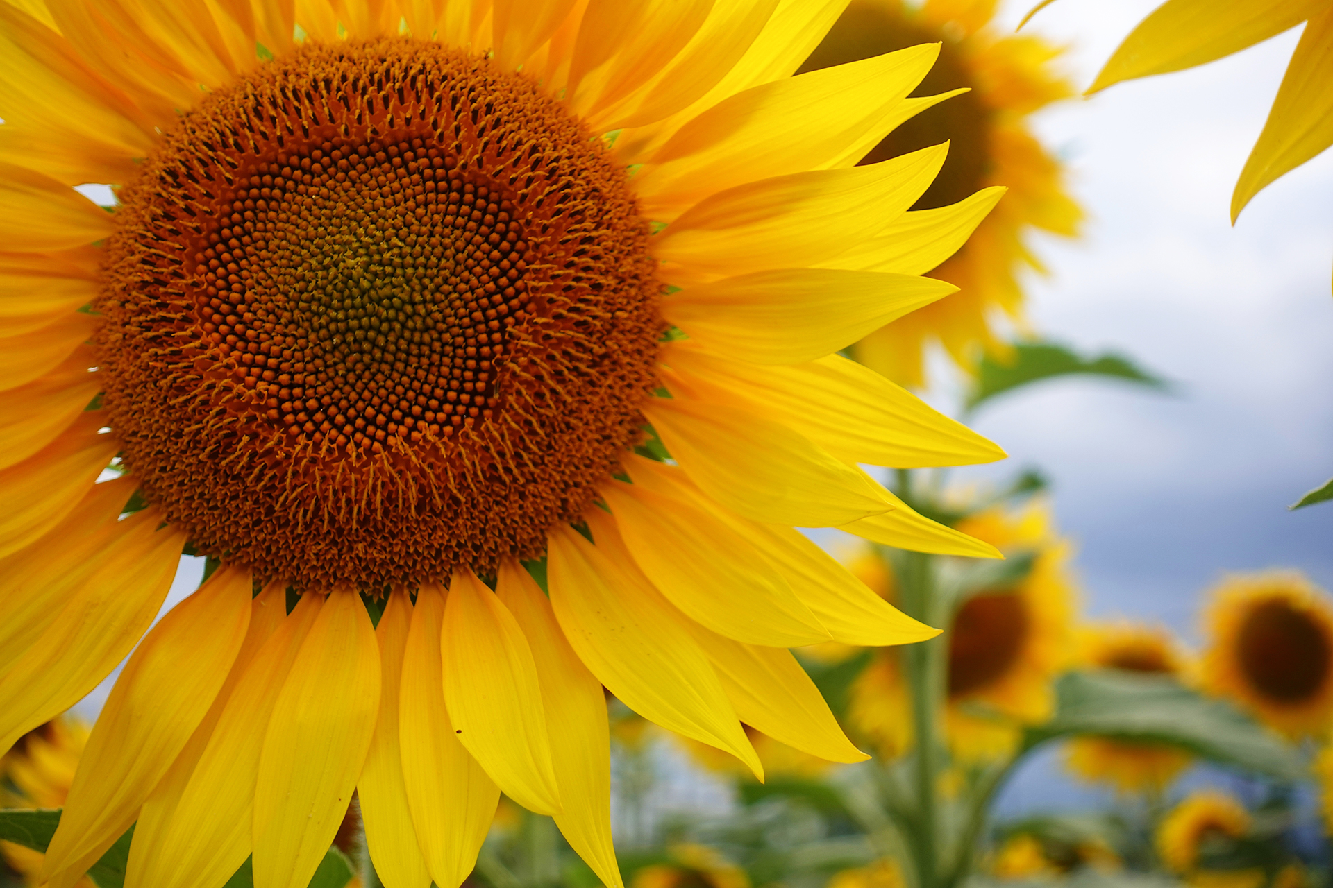 Close-up of a vibrant yellow sunflower with wide, overlapping petals radiating from a dense, textured brown center filled with tightly packed seeds, set against a softly blurred background of green stems and additional sunflowers under a pale sky, highlighting the flower's vivid color and intricate details.