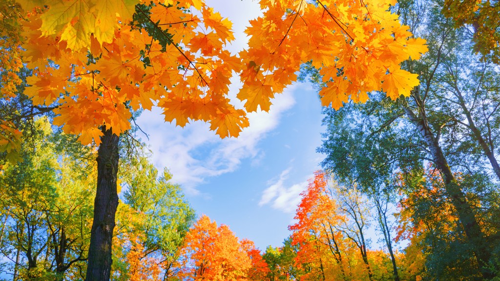 A stunning photograph of the September sky. Trees above in orange, yellow and green from a heart shape through which the beautiful blue sky shows through.